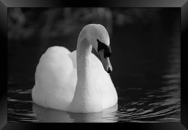 Peaceful Swan Framed Print by Rob Seales