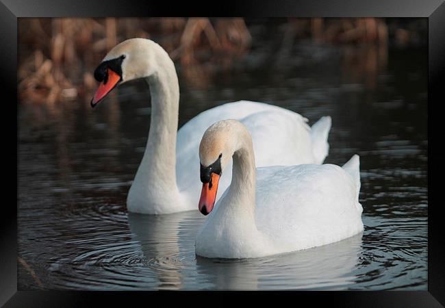 Two Swans swimming Framed Print by Rob Seales