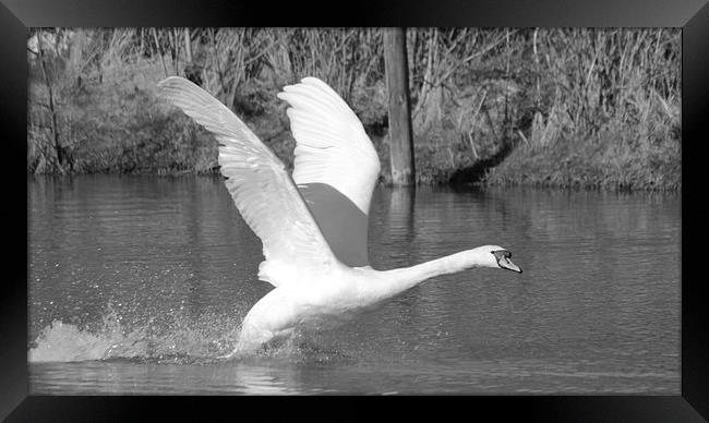 Swan Flight Framed Print by Rob Seales