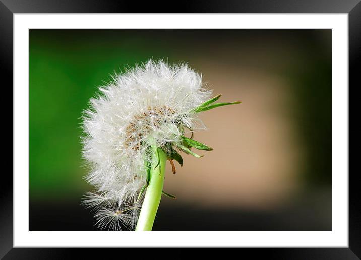 Dandelion Clock Framed Mounted Print by Rob Seales