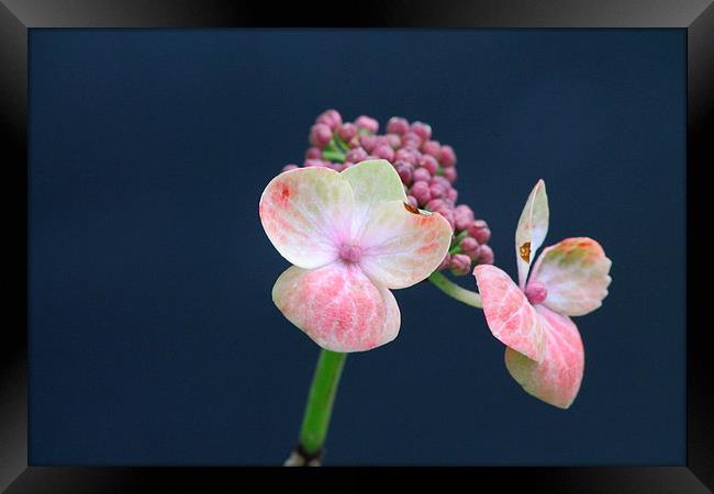 Pink Flower Framed Print by Rob Seales