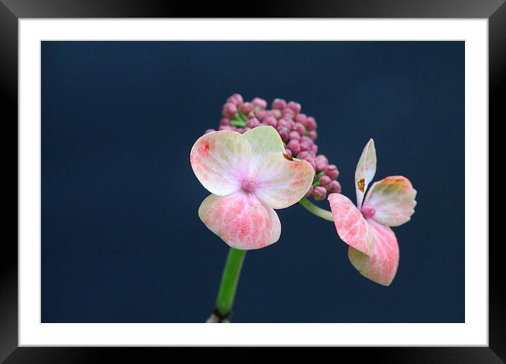 Pink Flower Framed Mounted Print by Rob Seales