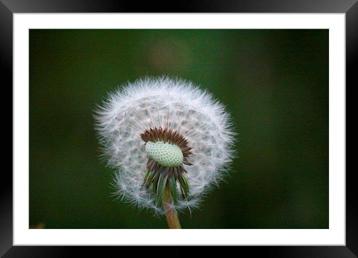 Dandelion Clock 2 Framed Mounted Print by Rob Seales