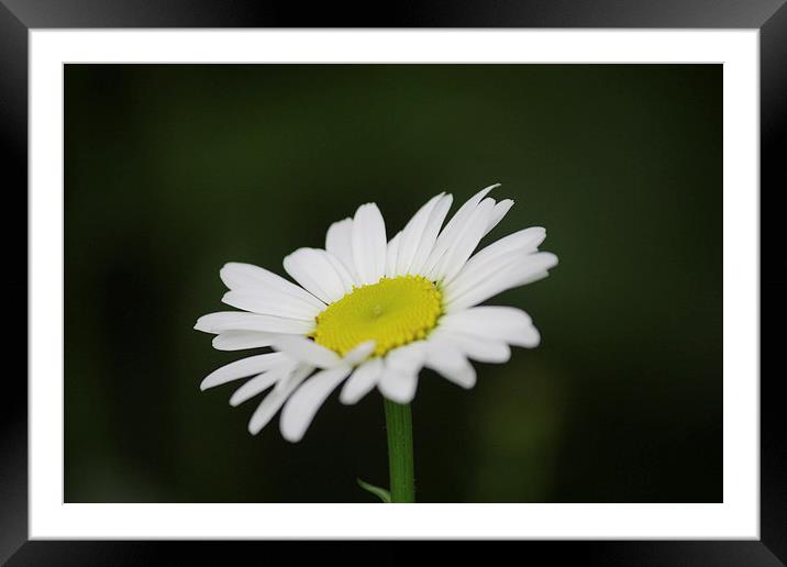 Large Daisy Framed Mounted Print by Rob Seales