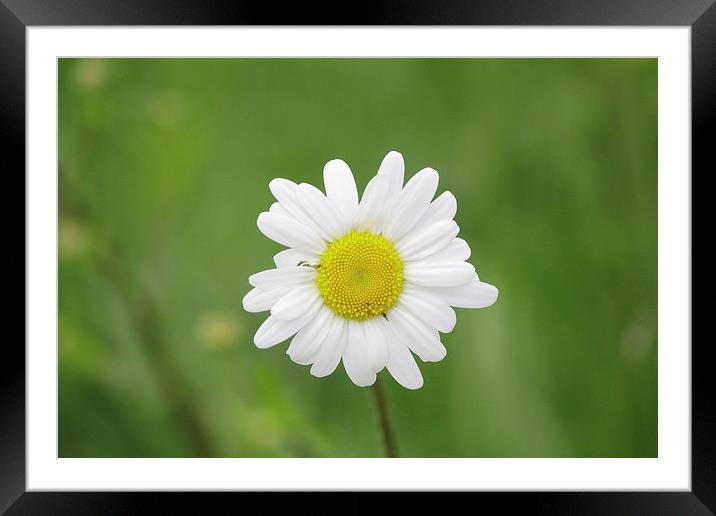 Giant Daisy Framed Mounted Print by Rob Seales