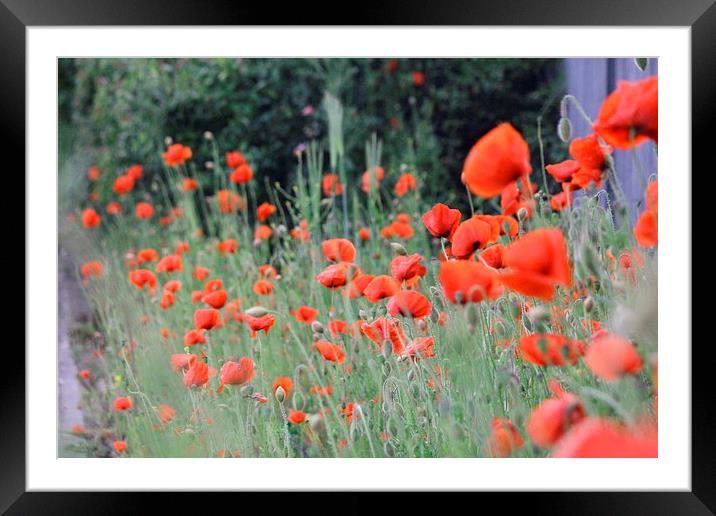 Rememberance Framed Mounted Print by Rob Seales