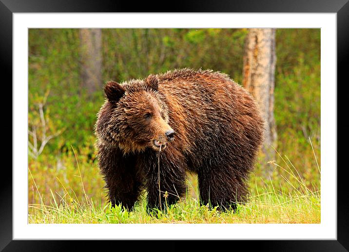 Grizzly Bear Framed Mounted Print by Stephen Stookey