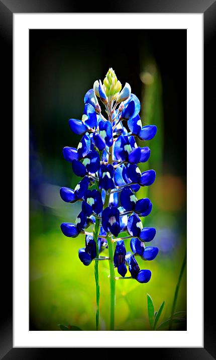 Texas Bluebonnet Framed Mounted Print by Stephen Stookey