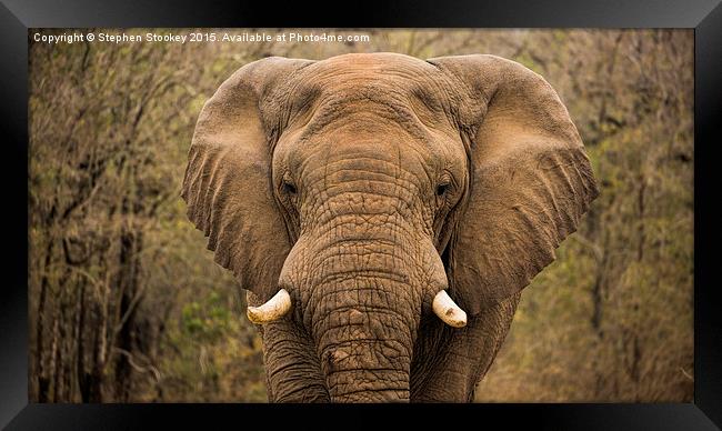  Elephant Watching Framed Print by Stephen Stookey