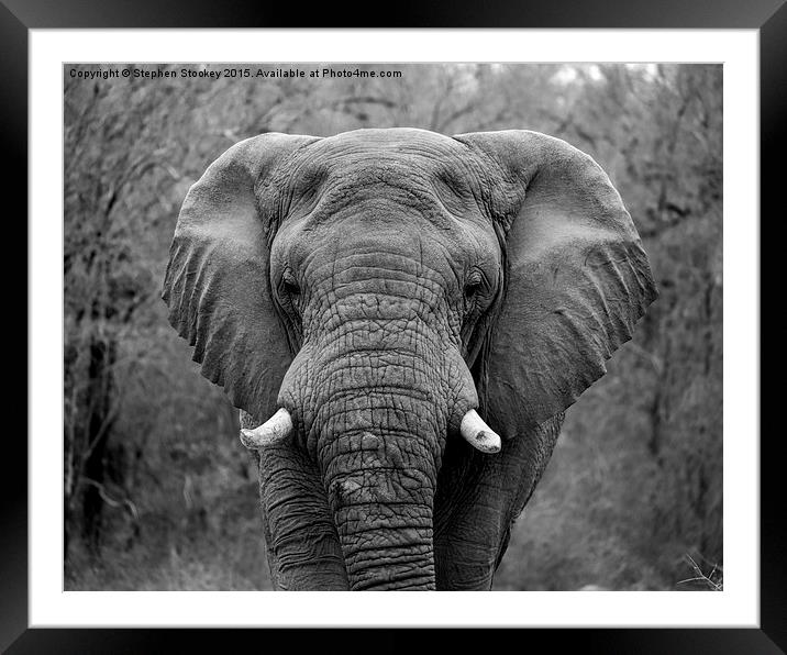  Elephant Eyes Framed Mounted Print by Stephen Stookey