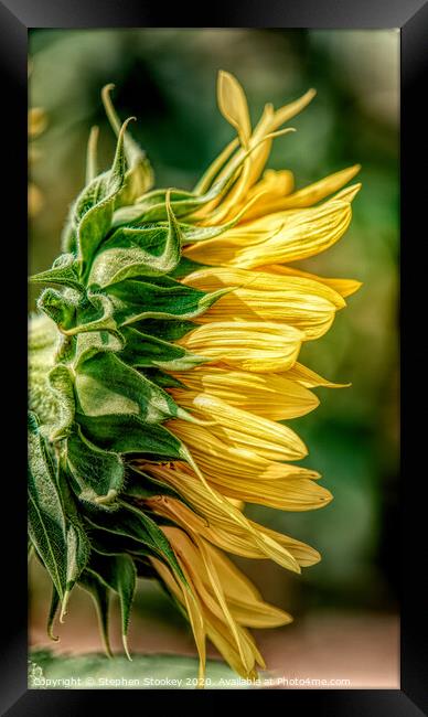 Sunflower Profile Framed Print by Stephen Stookey