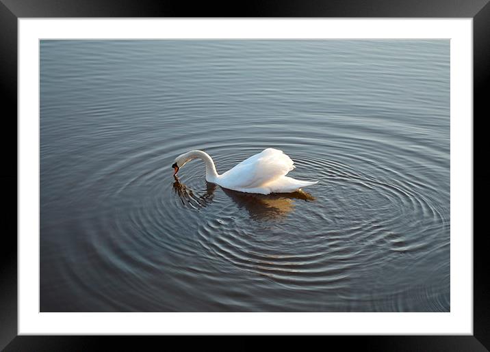 Swan on the River Framed Mounted Print by Michael Ross
