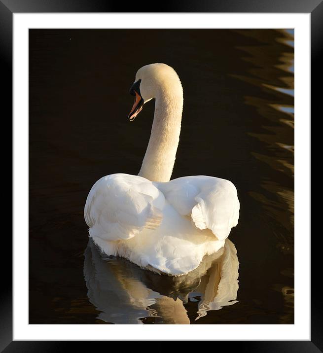 Swan Reflection Framed Mounted Print by Michael Ross