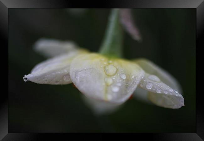 Spring Rain Framed Print by Rebecca Hansen