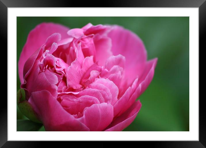 Blooming Peony Framed Mounted Print by Rebecca Hansen