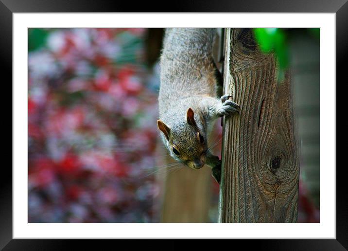 Gray Squirrel Framed Mounted Print by Rebecca Hansen