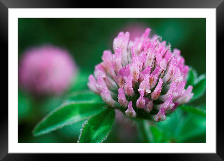 Dew Covered Red Clover Framed Mounted Print by Rebecca Hansen