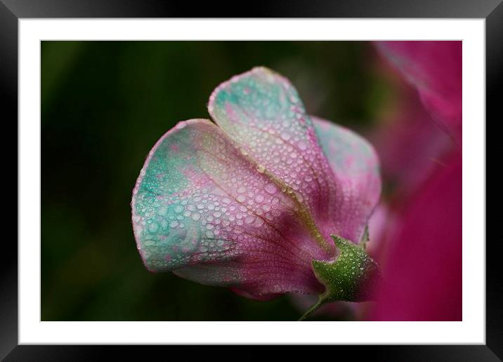 Fading Sweet Pea Framed Mounted Print by Rebecca Hansen