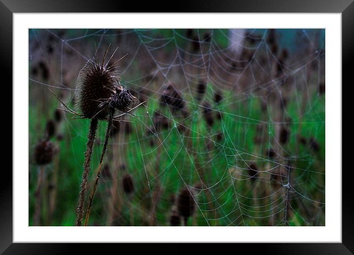 Webs and Teasel Framed Mounted Print by Rebecca Hansen