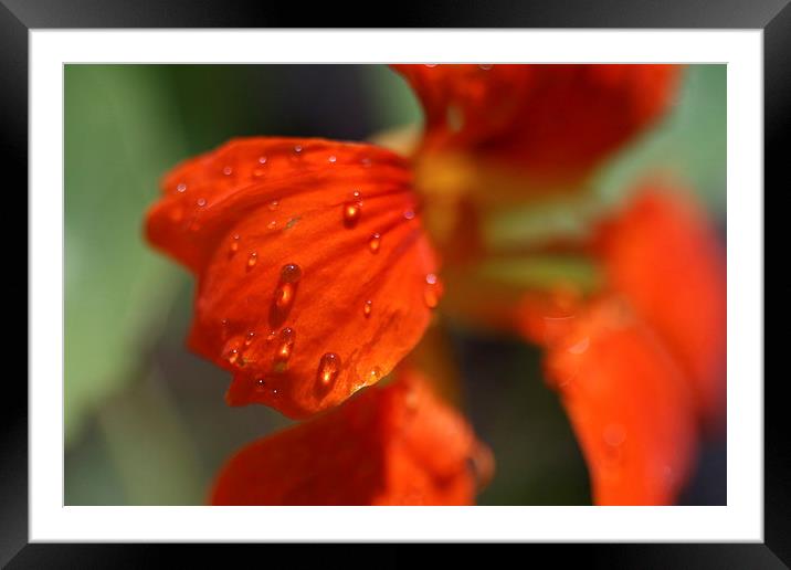 Raindrops at F3 Framed Mounted Print by Rebecca Hansen
