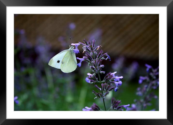 White Cabbage Butterfly Framed Mounted Print by Rebecca Hansen