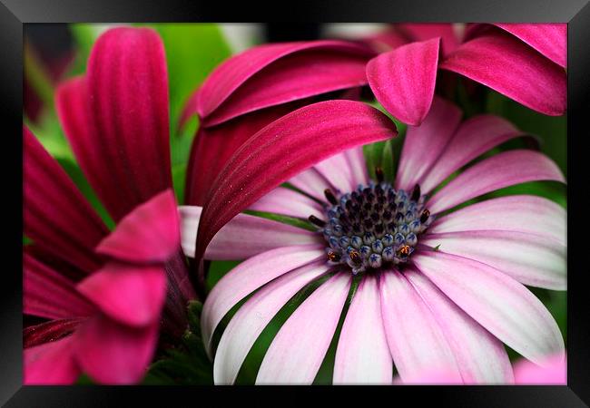  Purple and Pink Osteospermum Framed Print by Rebecca Hansen