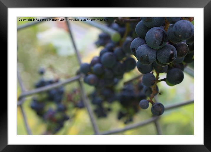  Wild Grapes Framed Mounted Print by Rebecca Hansen