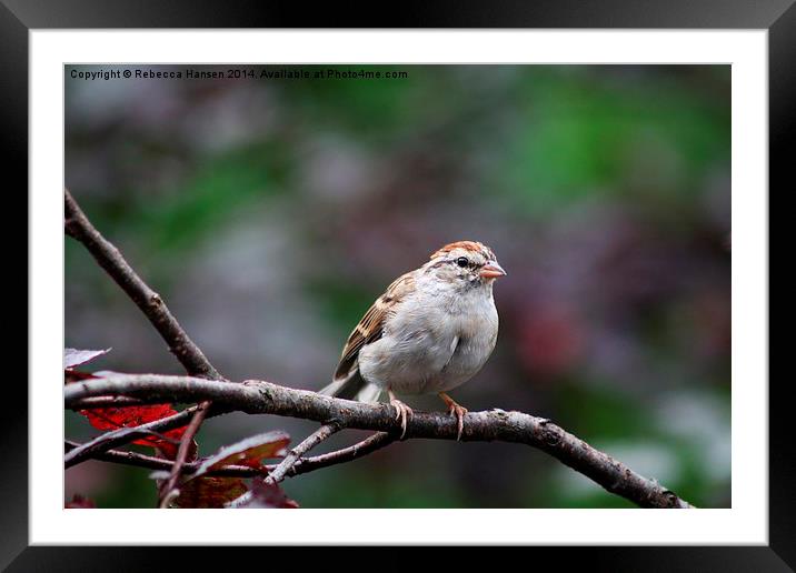 Chipping Sparrow Framed Mounted Print by Rebecca Hansen