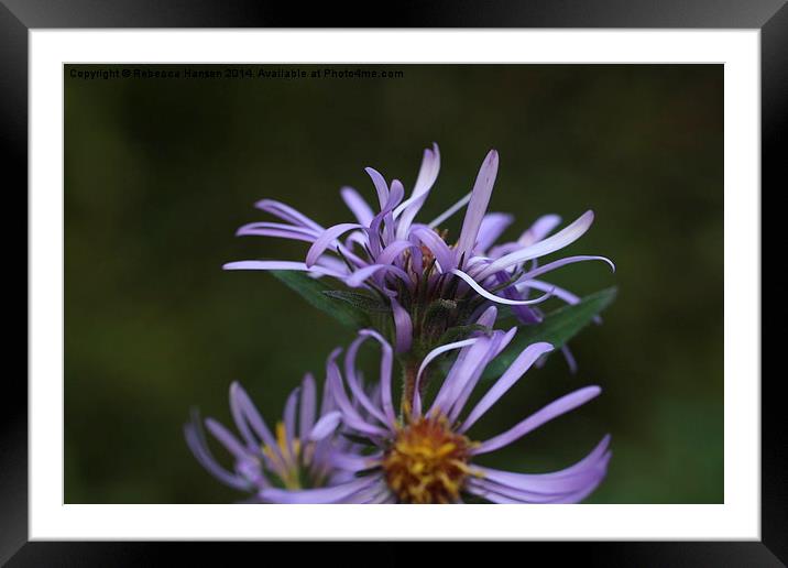  Late Purple Aster Framed Mounted Print by Rebecca Hansen