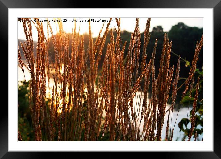  Golden Grass Framed Mounted Print by Rebecca Hansen