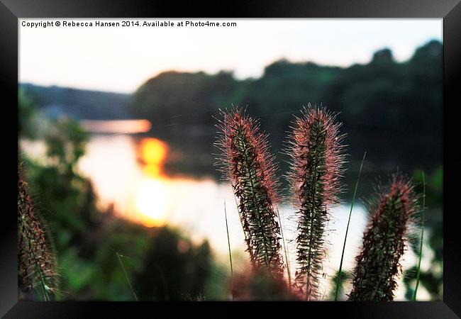  Decorative Grass Framed Print by Rebecca Hansen