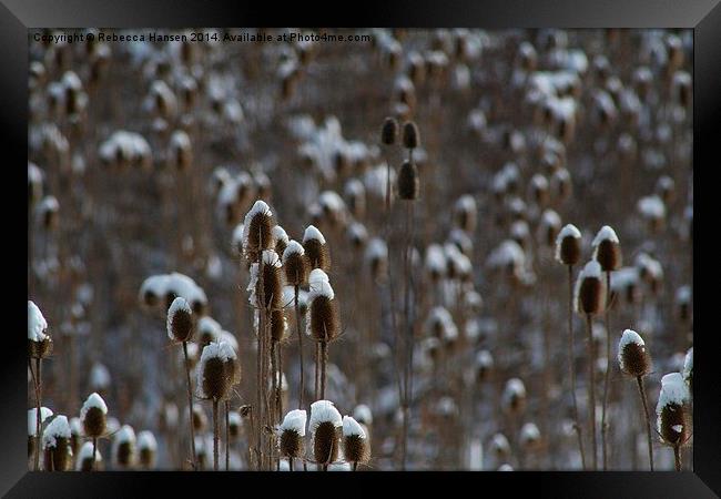  Snowy Teasel Framed Print by Rebecca Hansen