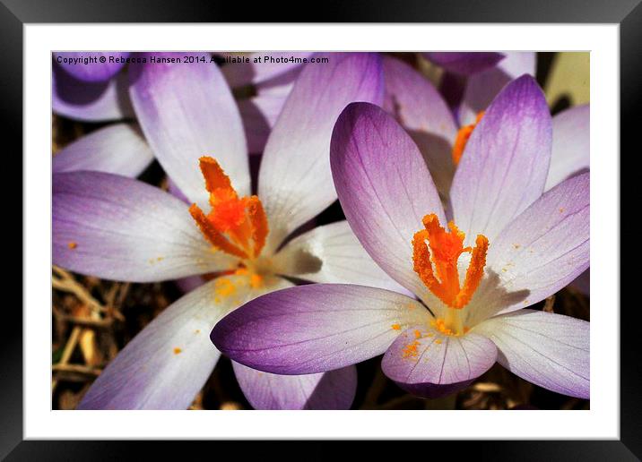  Crocuses Framed Mounted Print by Rebecca Hansen