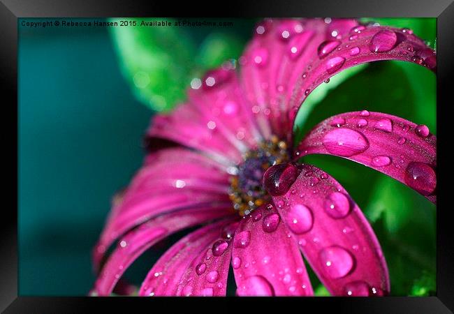  Purple Drops Framed Print by Rebecca Hansen