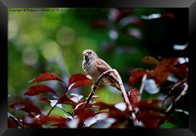  Song Sparrow Framed Print by Rebecca Hansen