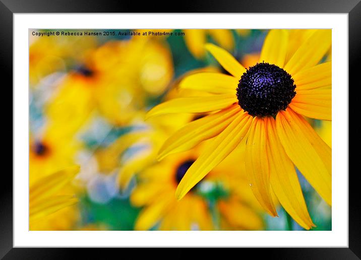  Blackeyed Susan Framed Mounted Print by Rebecca Hansen