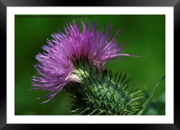  Thistle and Webs Framed Mounted Print by Rebecca Hansen