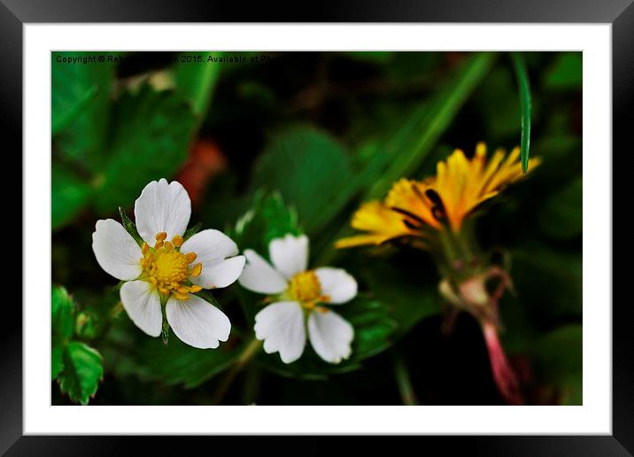  Wild Strawberry Blossoms Framed Mounted Print by Rebecca Hansen