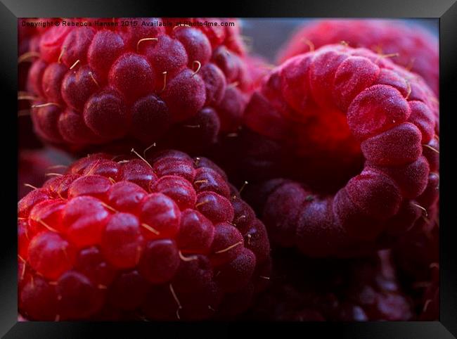 Fresh Raspberries  Framed Print by Rebecca Hansen