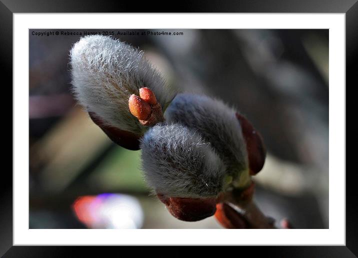  Pussy Willow Catkins Framed Mounted Print by Rebecca Hansen