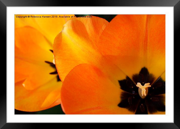  Tulip Glory Framed Mounted Print by Rebecca Hansen