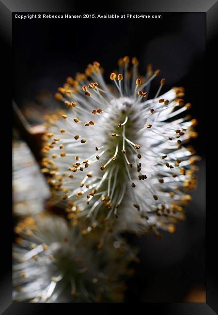  Blossoming Pussy Willow Framed Print by Rebecca Hansen