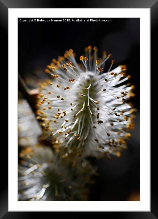  Blossoming Pussy Willow Framed Mounted Print by Rebecca Hansen