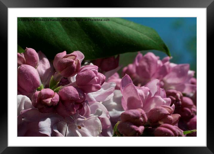  Double Lilac Buds Framed Mounted Print by Rebecca Hansen