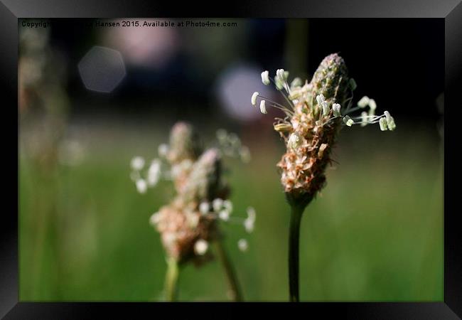  Delicate Wildflowers  Framed Print by Rebecca Hansen