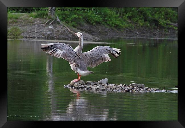  Wingspan Stretch Framed Print by Rebecca Hansen