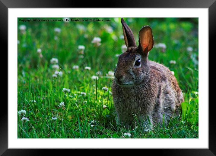  Tame Rabbit Framed Mounted Print by Rebecca Hansen