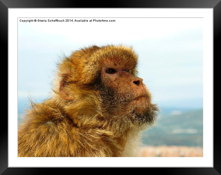  Gibraltar Macaque Framed Mounted Print by Gisela Scheffbuch