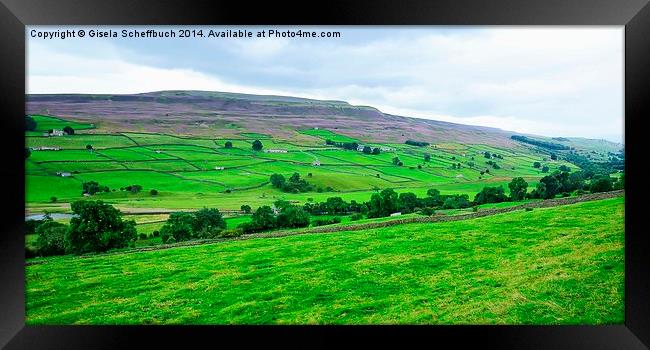  Swaledale with Heather in Bloom Framed Print by Gisela Scheffbuch
