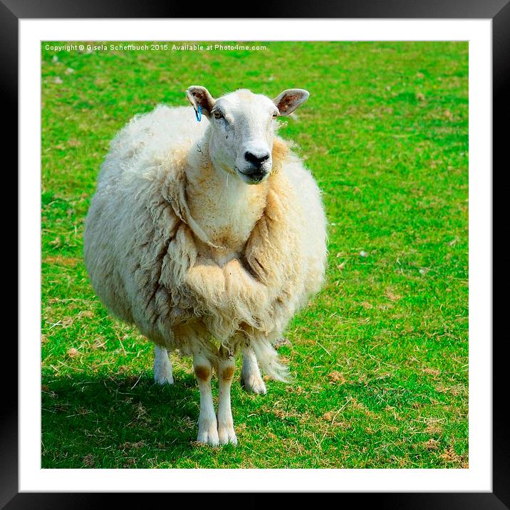 Just Sheep ;-) Framed Mounted Print by Gisela Scheffbuch